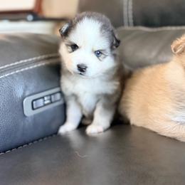 Liberty - Black and white female Pomsky puppy in Doon, Iowa from Luxury Pomsky