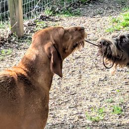 German Wirehaired Pointers and Wirehaired Vizslas from Buffalo Creek Kennel