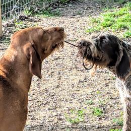 German Wirehaired Pointers and Wirehaired Vizslas from Buffalo Creek Kennel
