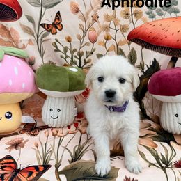 Aphrodite - Light golden female Golden Retriever puppy in Katy, Texas from Tails of Cypress