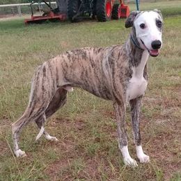 Italian Greyhounds and Whippets from Meraki's Whippets & Italian Greyhounds
