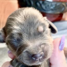 Dachshund Puppies from Meldox