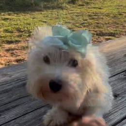 Sugar - Havanese