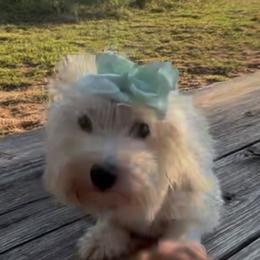 Sugar - Havanese