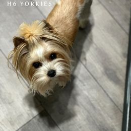 Honey - Yorkshire Terrier