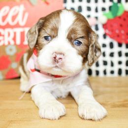 Teddy - Sable and white male Cockapoo puppy in Rattan, Oklahoma from Double M Cocker Spaniels