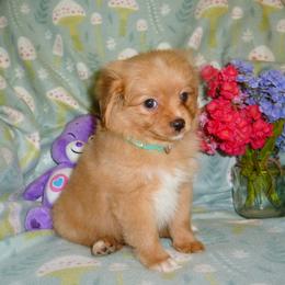 Cavapoo puppies from Walnut Grove Cavaliers
