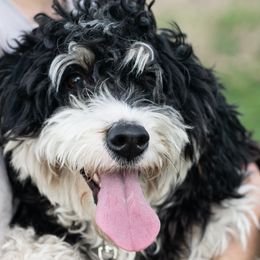 Ebony - Bernedoodle