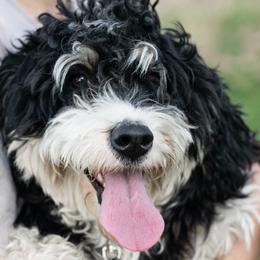 Ebony - Bernedoodle