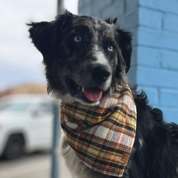 Australian Shepherds from Melody Ranch Aussies