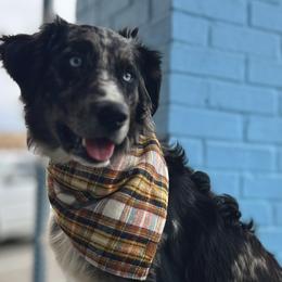 Australian Shepherds from Melody Ranch Aussies