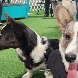 Cardigan Welsh Corgis from Aspen Peak Corgis