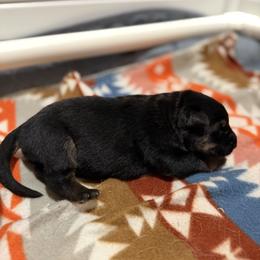 German Shepherd Puppies from Smithcoshepherds