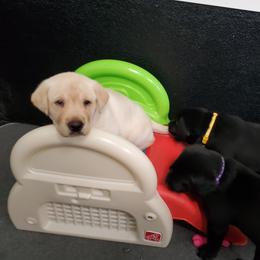Labrador Retriever Puppies from Harrison's Lakeside Labradors