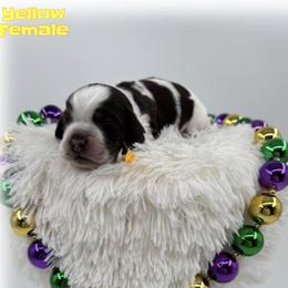 Beignet - Brown roan and tan female Cocker Spaniel puppy in Texarkana, Texas from K&M Cocker Spaniels