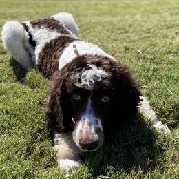Saint Berdoodles and Saint Bernards from Big Paw Kennels