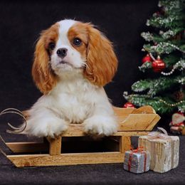Amour - Cavalier King Charles Spaniel puppy from Constantin Pups