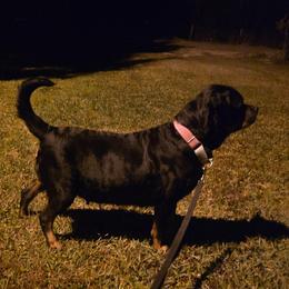 Rose - Rottweiler