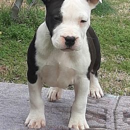 American Staffordshire Terrier and French Bulldog Puppies from Cicero Kennels