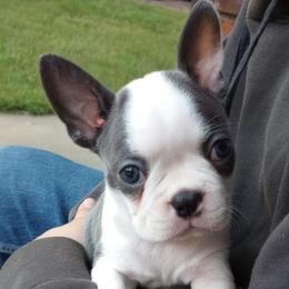Boston Terrier Puppies from SB Bostons