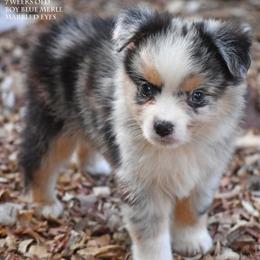 Raziah - Blue merle male Miniature Australian Shepherd puppy in Patterson, North Carolina from DreamLine Aussies