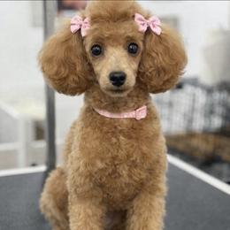 Bella - Poodle