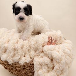 Toffee - Piebald female Morkie puppy in Dallas, Texas from Copper Crown Canines