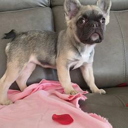Goldie- Miss Marigold is the most sweet little girl that loves to give kisses. - Fawn female French Bulldog puppy in Raymore, Missouri from Michelle's French Bulldogs