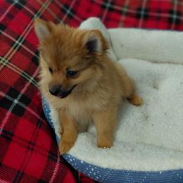 Meenee - Red sable female Pomeranian puppy in Linwood, North Carolina from My Tiny Paws