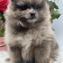 Yogi - Blue merle male Pomeranian puppy in Brentwood, California from Royalpawpoms