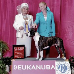 American Staffordshire Terrier All Grown Up from Aim High Kennels