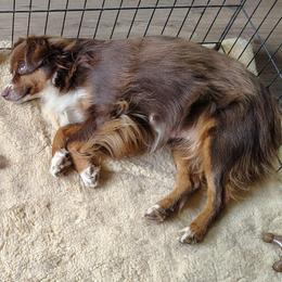 River - Red tri-color female Miniature American Shepherd puppy in Springfield, Missouri from Sunrock Kennel