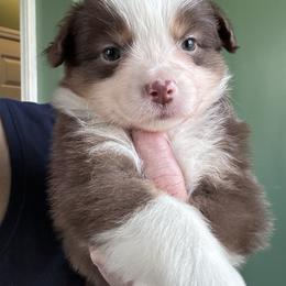 Saffron - Red tri-color female Miniature American Shepherd puppy in Greenboro, North Carolina from Rustlingrass Miniature American Shepherds
