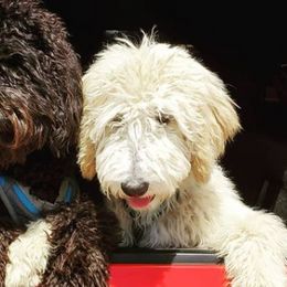 Goldendoodles and Labradoodles from Dreamy Doodles