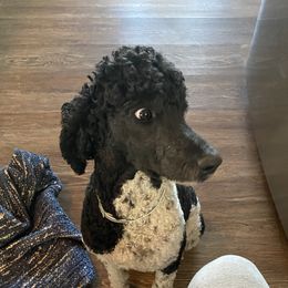 Tilly - Poodle
