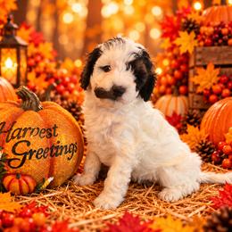 Cookie - Black and white female Cavapoo puppy in Myrtle Beach, South Carolina from Colorful-K9'S