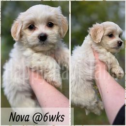 Nova - White female Havanese puppy in Kansas City, Missouri from Happy Havi Tails