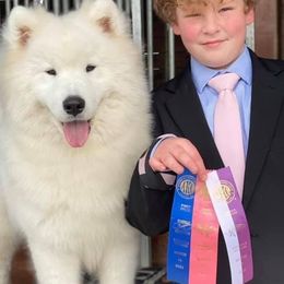 Samoyeds from Easter’s Dogwood Acres