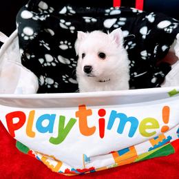Glacier - White male American Eskimo Dog puppy in Live Oak, Florida from Pecan Ridge Puppies