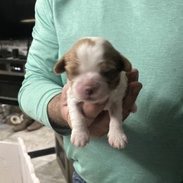 Girl 1 - Blenheim female Cavalier King Charles Spaniel puppy in Morriston, Florida from Cutesy Cavaliers