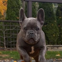 French Bulldog Puppies from The Frenchie Ravine Connection LLC
