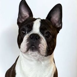 Boston Terriers from Cornerstone Boston Terriers