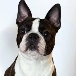 Boston Terriers from Cornerstone Boston Terriers