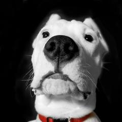 Dogo Argentino Puppies from Northern Legacy Dogos