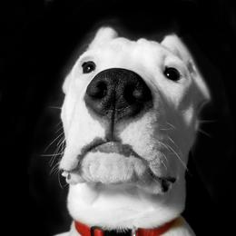 Dogo Argentino Puppies from Northern Legacy Dogos