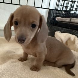 Girl 1 - Fawn (isabella) and tan female Dachshund puppy in Spokane, Washington from Dearhaven Doxie