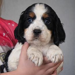 Crumpit - Black white and tan male English Springer Spaniel puppy in Florida from Thunderbird Springers