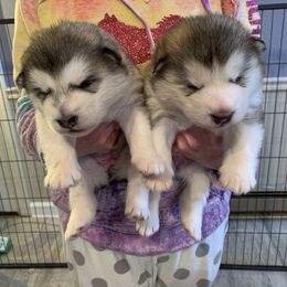 Alaskan Malamute Puppies from Sigma Alaskan Malamutes