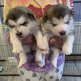 Alaskan Malamute Puppies from Sigma Alaskan Malamutes