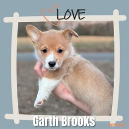 Boy 2 - White and red male Pembroke Welsh Corgi puppy in Athens, Alabama from Southern Sass Corgis